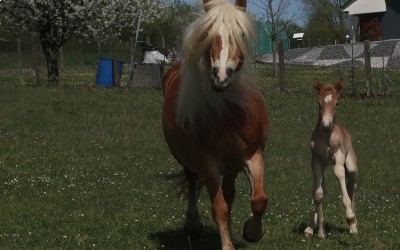 QENCY D'AS DEL NAVAJO, HAFLINGER, FOAL