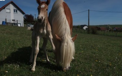 QENCY D'AS DEL NAVAJO, HAFLINGER, FOAL