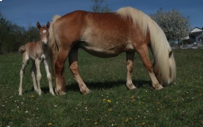 QENCY D'AS DEL NAVAJO, HAFLINGER, FOAL