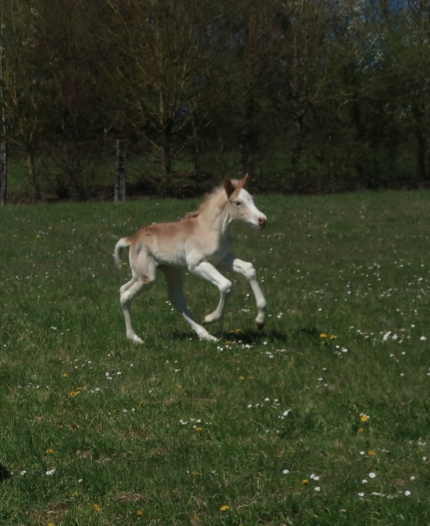 QALVIN MAR DEL NAVAJO, HAFLINGER, FOAL