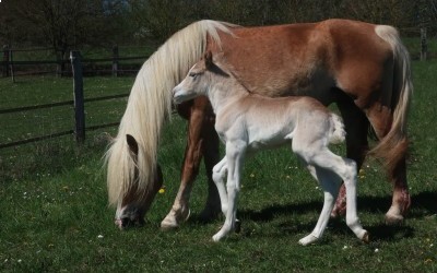 QALVIN MAR DEL NAVAJO, HAFLINGER, FOAL