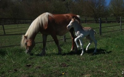 QALVIN MAR DEL NAVAJO, HAFLINGER, FOAL