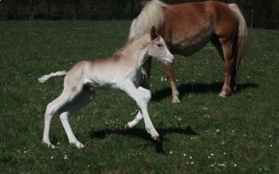 QALVIN MAR DEL NAVAJO, HAFLINGER, FOAL
