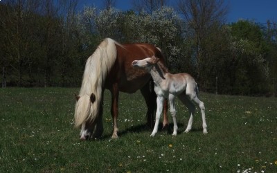 QALVIN MAR DEL NAVAJO, HAFLINGER, FOAL