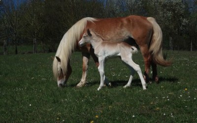 QALVIN MAR DEL NAVAJO, HAFLINGER, FOAL