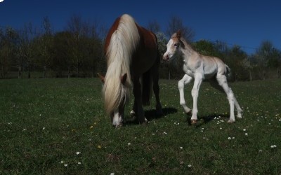 QALVIN MAR DEL NAVAJO, HAFLINGER, FOAL