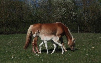 QALVIN MAR DEL NAVAJO, HAFLINGER, FOAL