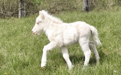 QOCONUT DEL NAVAJO, SHETLAND, FOAL