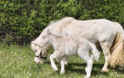 QOCONUT DEL NAVAJO, SHETLAND, FOAL