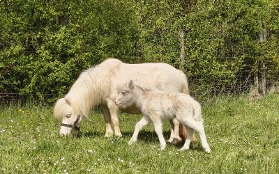 QOCONUT DEL NAVAJO, SHETLAND, FOAL