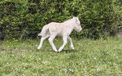 QOCONUT DEL NAVAJO, SHETLAND, FOAL