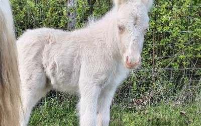 QOCONUT DEL NAVAJO, SHETLAND, FOAL