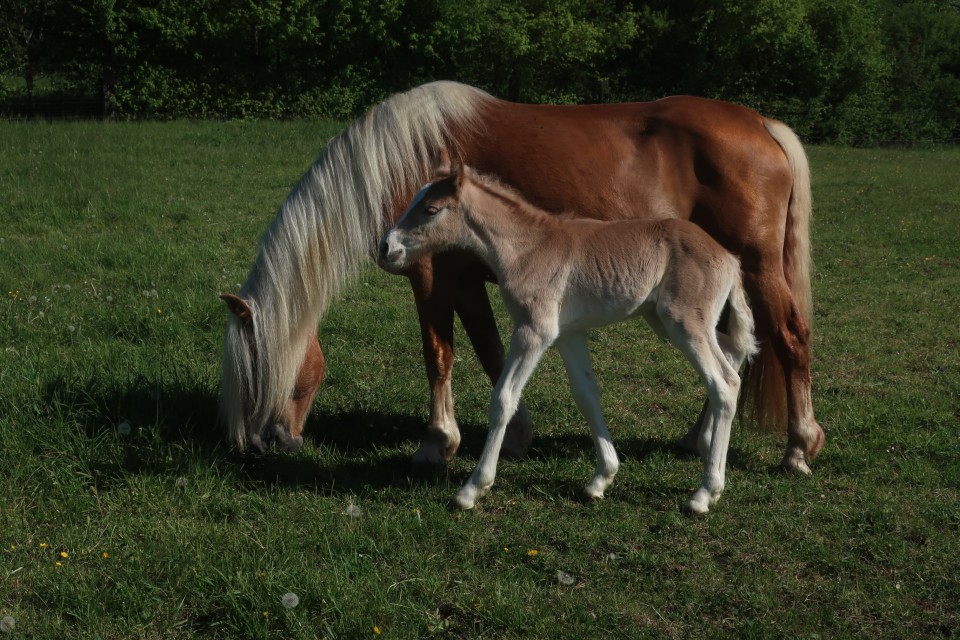 QARL WINZ DEL NAVAJO, HAFLINGER, FOAL