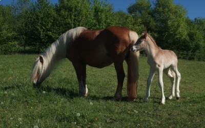 QARL WINZ DEL NAVAJO, HAFLINGER, FOAL