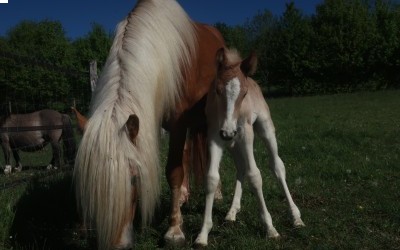 QARL WINZ DEL NAVAJO, HAFLINGER, FOAL