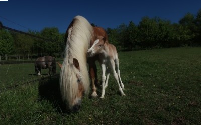 QARL WINZ DEL NAVAJO, HAFLINGER, FOAL