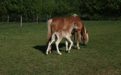 QARL WINZ DEL NAVAJO, HAFLINGER, FOAL