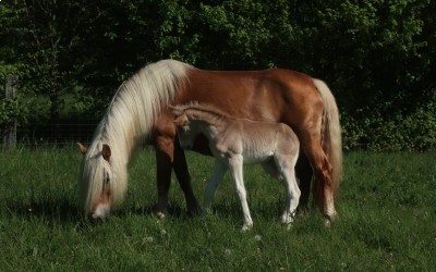 QARL WINZ DEL NAVAJO, HAFLINGER, FOAL
