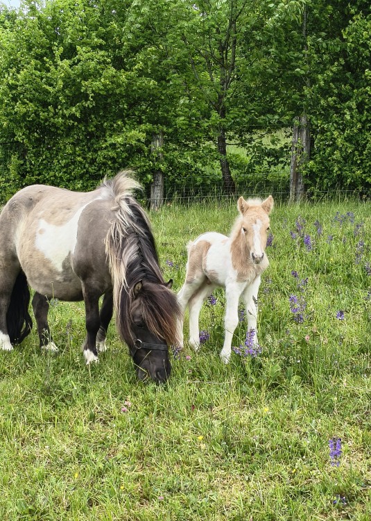 QOCLICOT DEL NAVAJO, SHETLAND, FOAL