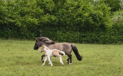 QOCLICOT DEL NAVAJO, SHETLAND, FOAL