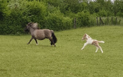 QOCLICOT DEL NAVAJO, SHETLAND, FOAL