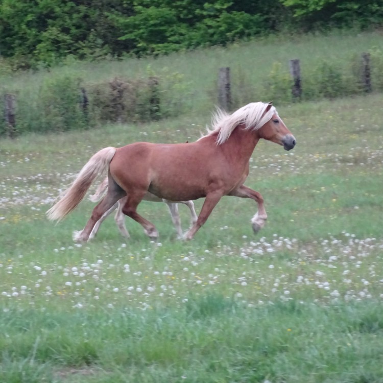 GAHINA OMA DEL NAVAJO, HAFLINGER, 10 ANS