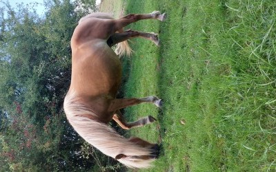 GAHINA OMA DEL NAVAJO, HAFLINGER, 10 ANS