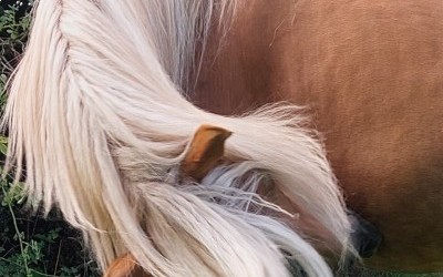 GAHINA OMA DEL NAVAJO, HAFLINGER, 10 ANS