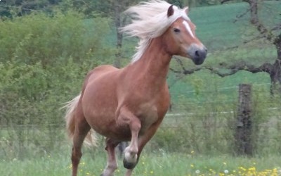 GAHINA OMA DEL NAVAJO, HAFLINGER, 10 ANS
