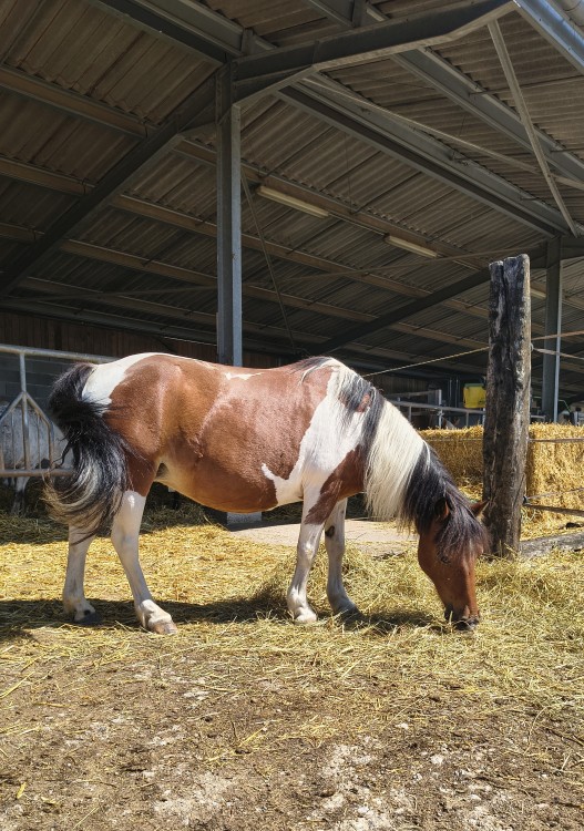 LOLOTTE, ONC PONEY, 21 ANS