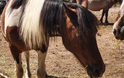 LOLOTTE, ONC PONEY, 21 ANS