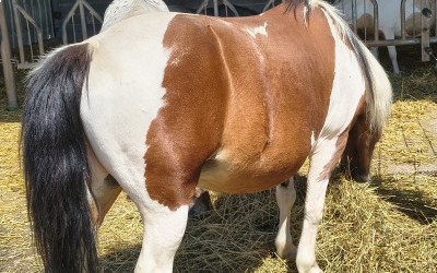 LOLOTTE, ONC PONEY, 21 ANS