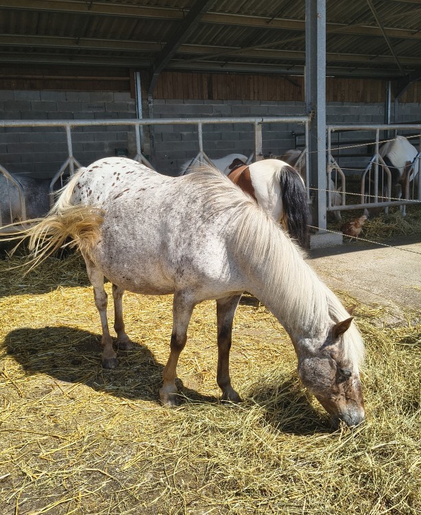 JILS, ONC PONEY, 19 ANS