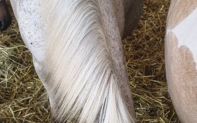 JILS, ONC PONEY, 19 ANS