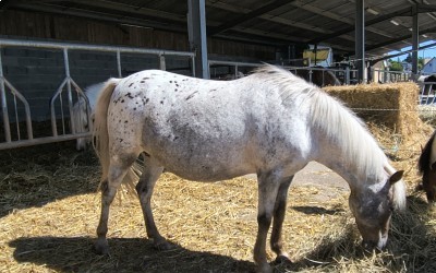 JILS, ONC PONEY, 19 ANS