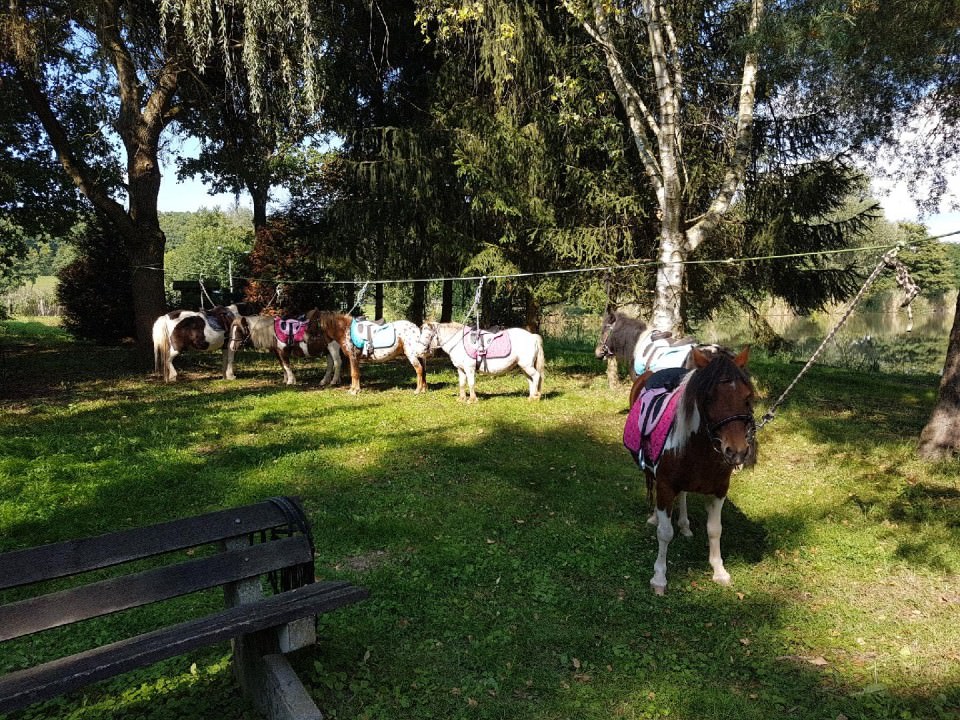 Poney Goûter Poney Goûter