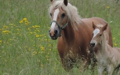 L'élevage de Haflinger