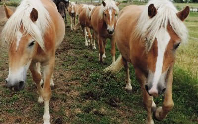 L'élevage de Haflinger