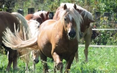 L'élevage de Haflinger