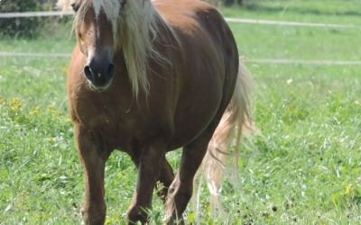 L'élevage de Haflinger