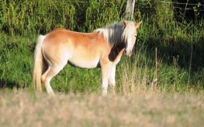 L'élevage de Haflinger