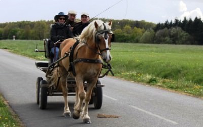 L'élevage de Haflinger