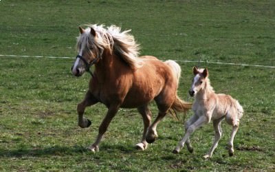 L'élevage de Haflinger