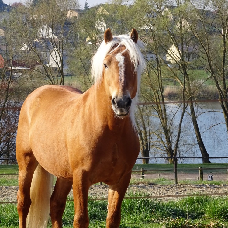 Every Winz, haflinger.