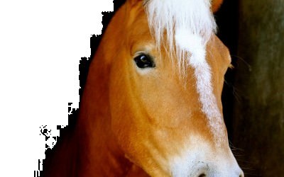 EVERY WINZ, HAFLINGER