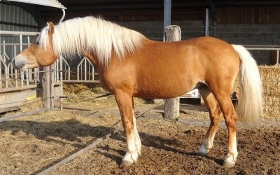 Every Winz, haflinger.