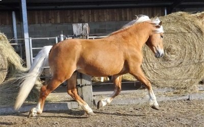 Every Winz, haflinger.