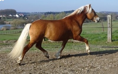 Every Winz, haflinger.