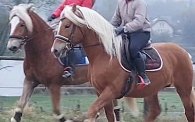 EVERY WINZ, HAFLINGER