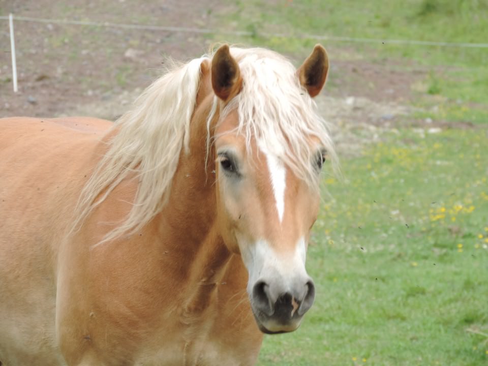 Carzao An Del Navajo